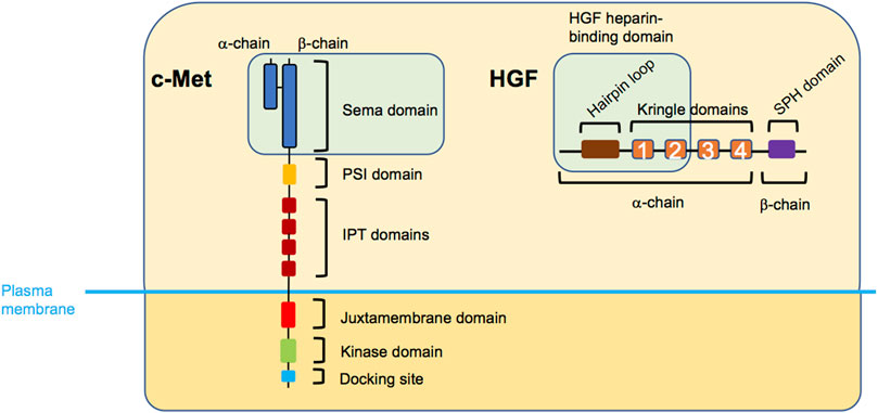 c-Met-integrin cooperation: Mechanisms, tumorigenic effects, and therapeutic relevance